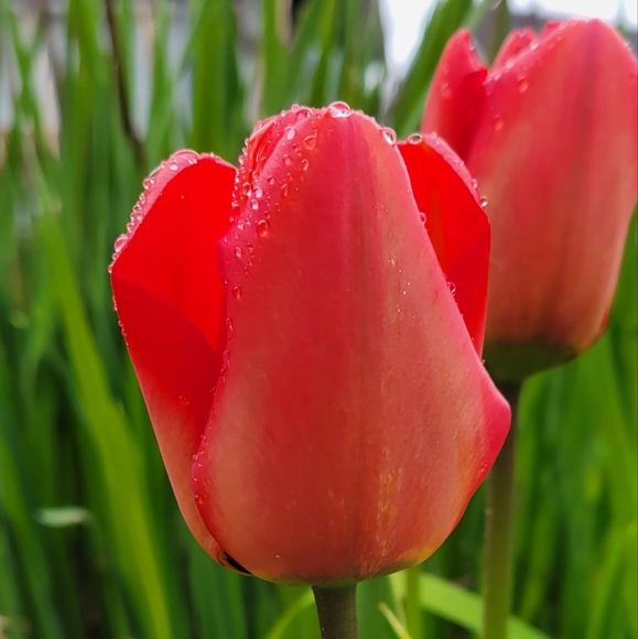 Meet your Posher, Charlotte - Picture 3 of 15